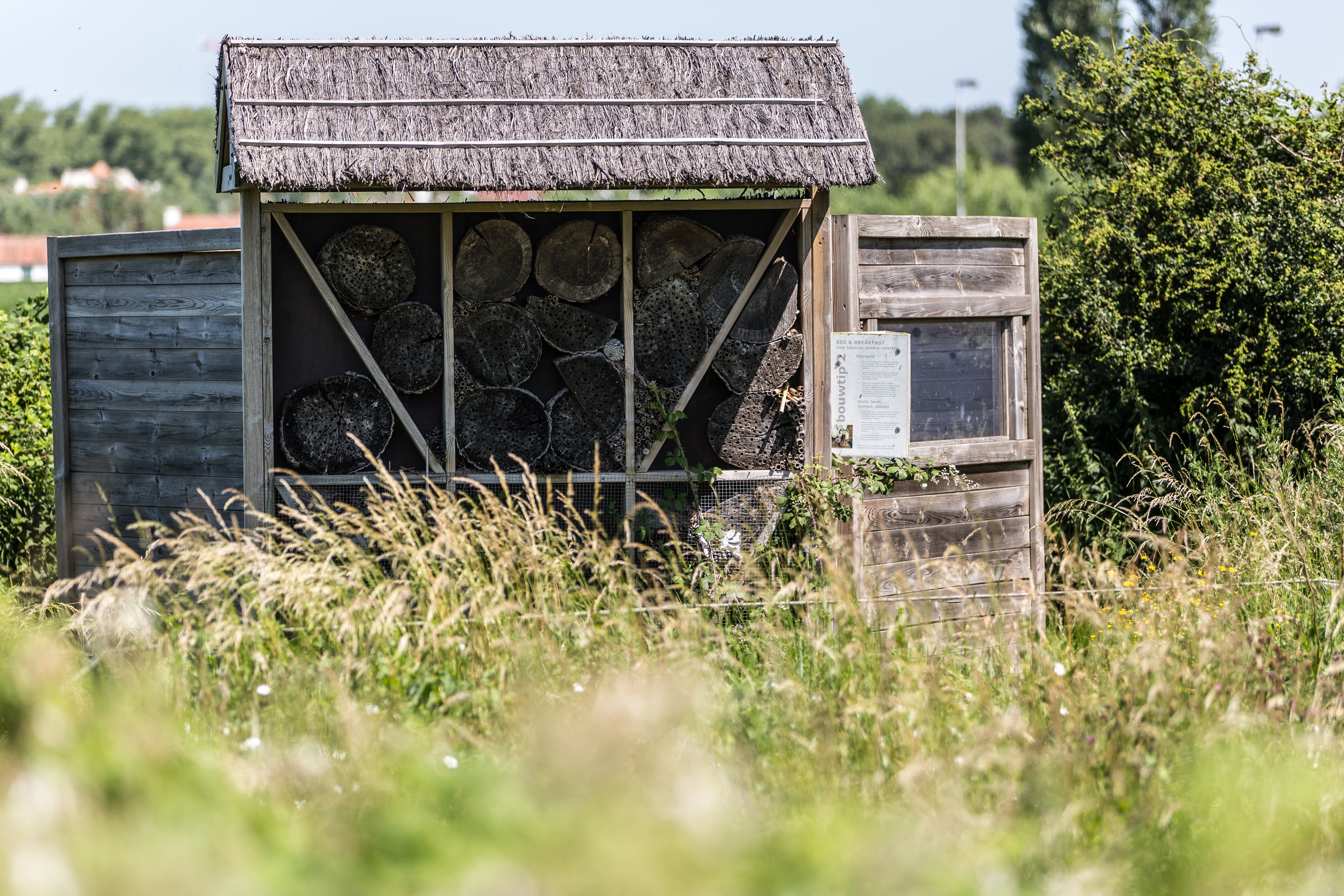 Natuur in Knokke-Heist (foto BeeOdiversity)