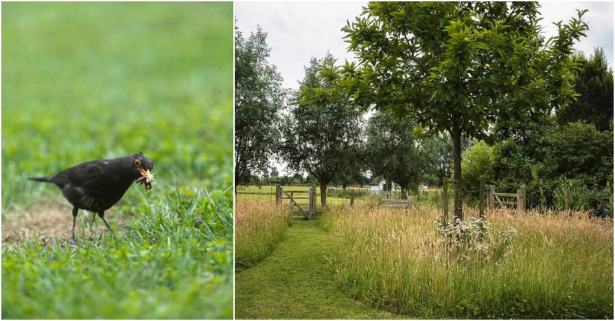 Richt je tuin vogelvriendelijk in