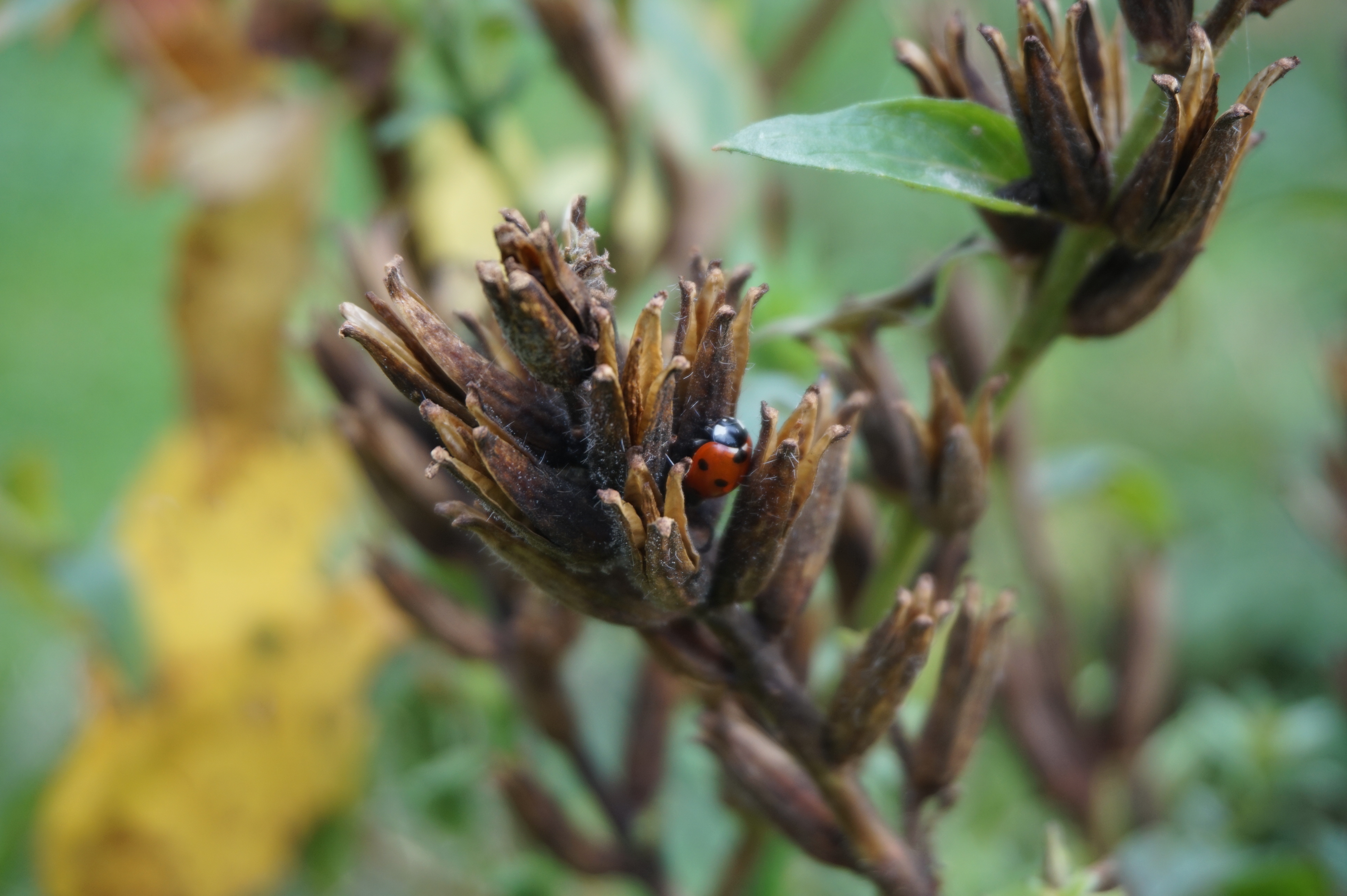 Lieveheersbeestje in de tuin