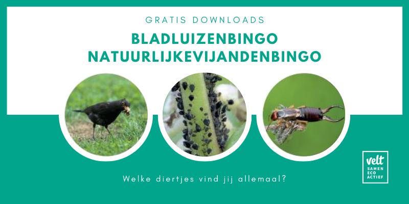 Bladluizenbingo