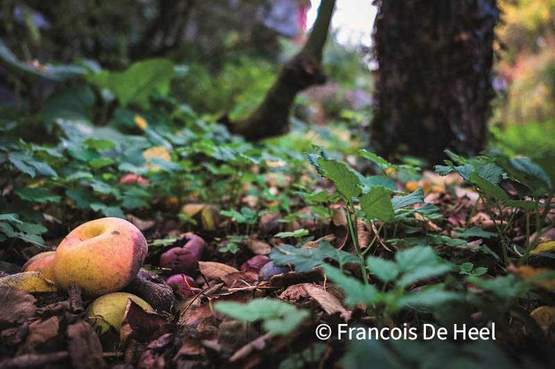 Afgevallen bladeren en fruit