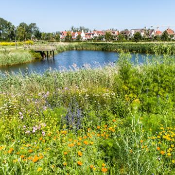 Natuur in Knokke-Heist (foto: BeeOdiversity)