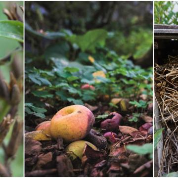 Nuttige beestjes tegen bladluizen