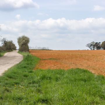 Oranje grasland