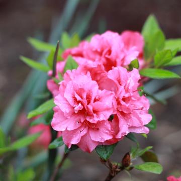 Rhododendron