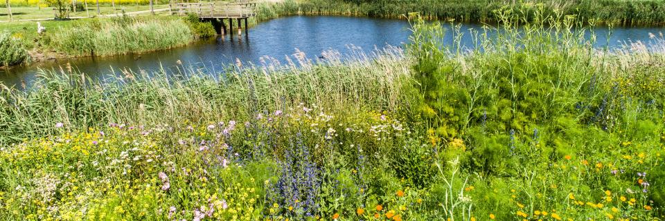 Natuur in Knokke-Heist (foto: BeeOdiversity)