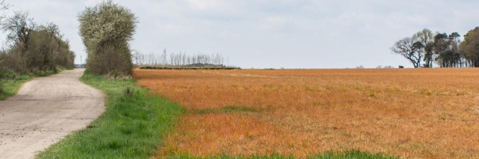 Oranje grasland